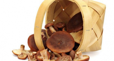 Hořká houba - kde hledat a co vařit